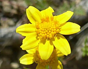 Lasthenia gracilis flower
